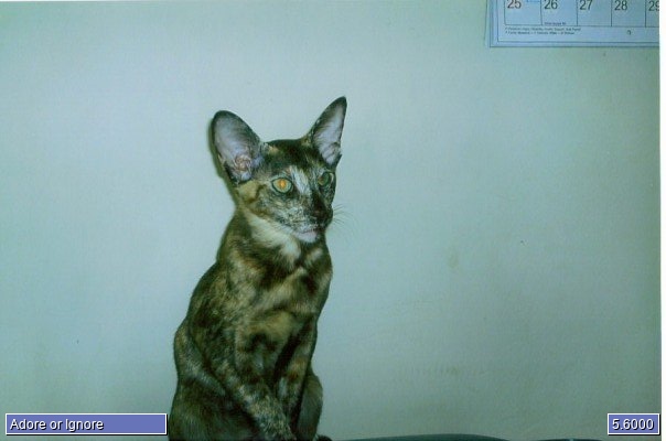 siobhan1982