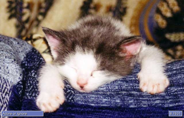catmadjones
