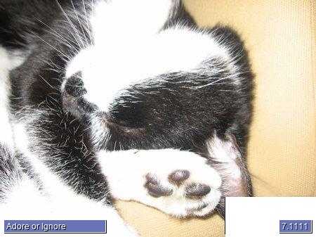 Stimpy photo 3