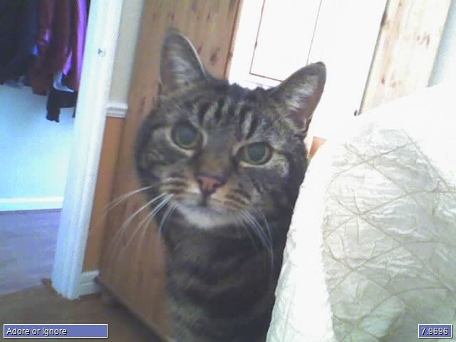 kitty