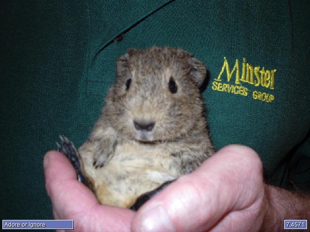 squirrelann
