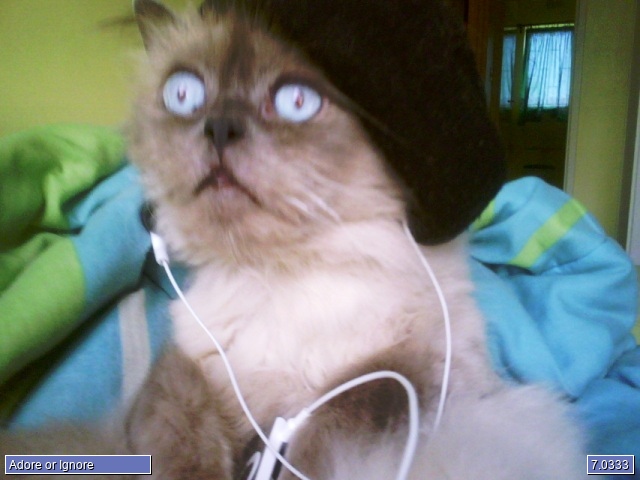 Gizmo Mandy