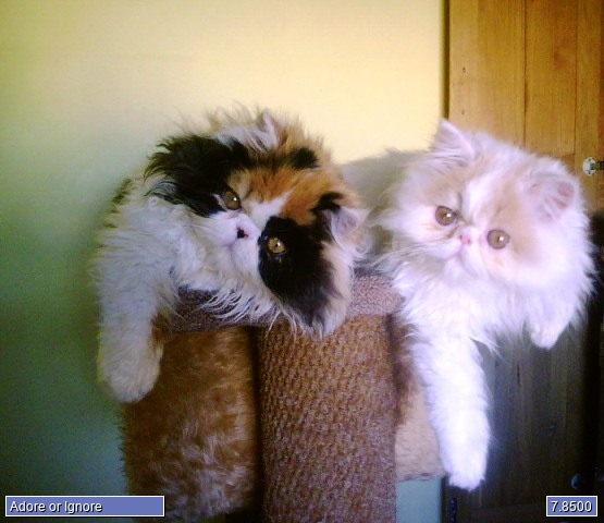 Prrrfect