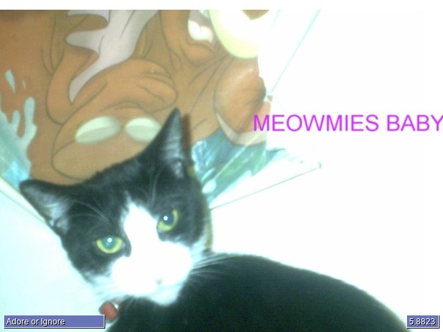 spirits meowmie