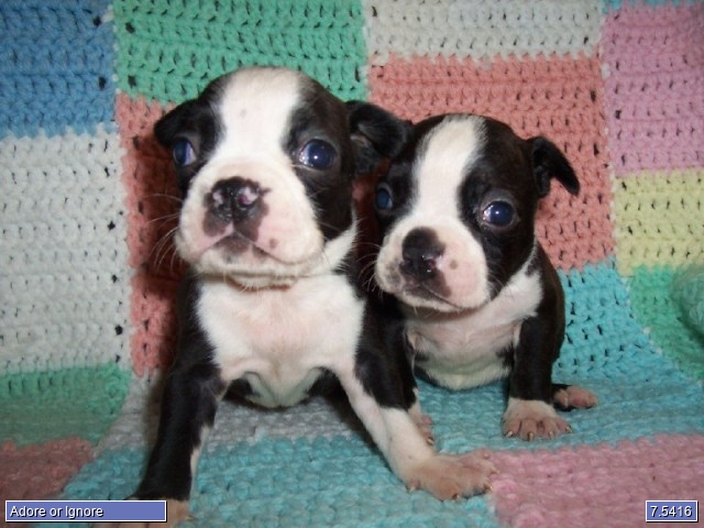 Boston Terriers